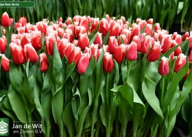 Tulipa New Santa ® (1)